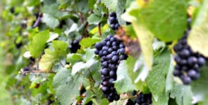 La industria alimentaria constituye en un sector clave en el que exporta España